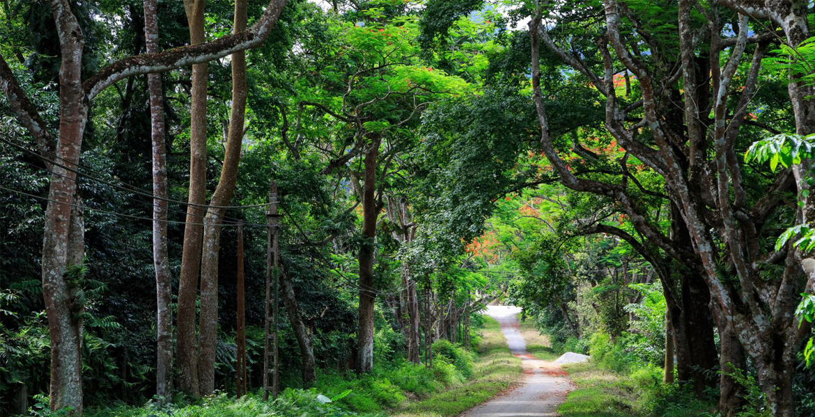 Cuc Phuong National Park Day Tour